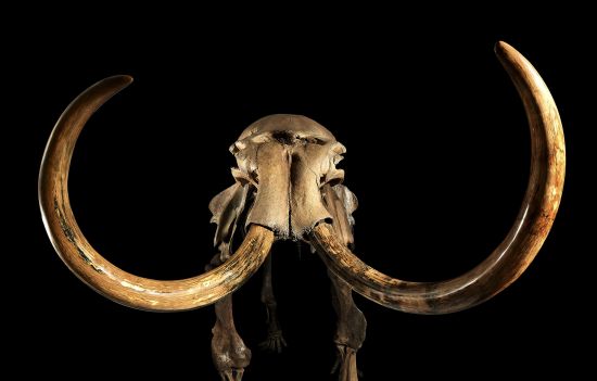 Sotheby’s представляет уникальный, полностью сохранившийся скелет шерстистого мамонта, найденный в Сибири
