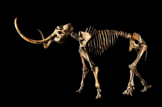 Sotheby’s представляет уникальный, полностью сохранившийся скелет шерстистого мамонта, найденный в Сибири