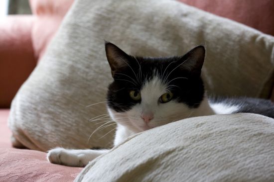 Бывает ли депрессия у кошек и как ее распознать? 