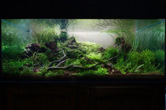 «Дух ветра», Константи Кучеренко, 5-е место  на конкурсе «Russian open aquatic plants layout contest 2011»