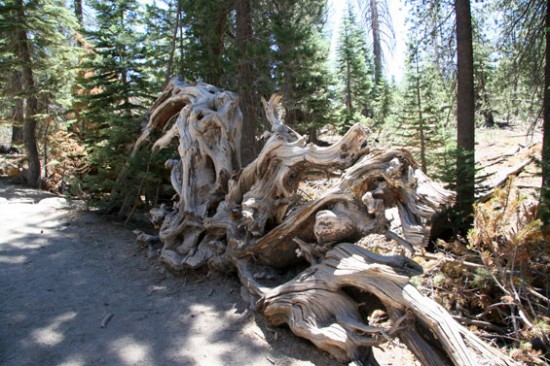 В окрестностях Devil's Postpile