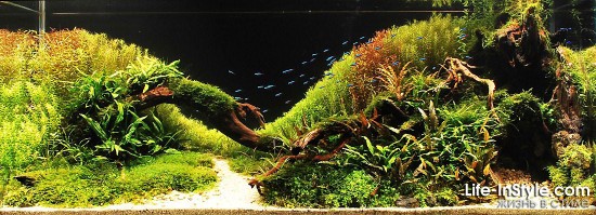 IAPLC 2012
