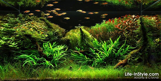 IAPLC 2012