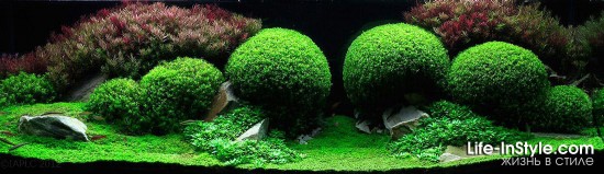 IAPLC 2012