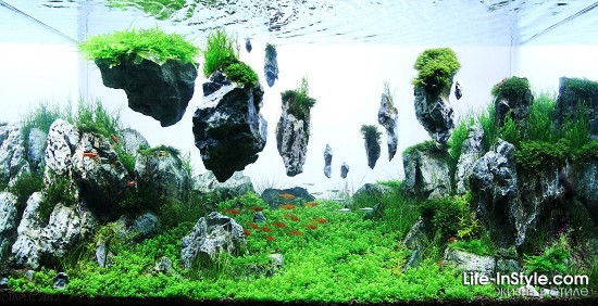 IAPLC 2012