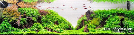 IAPLC 2012