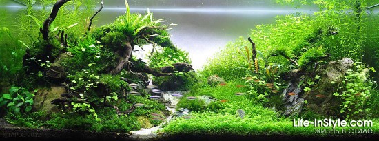 IAPLC 2012
