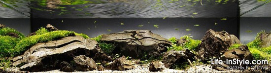 IAPLC 2012