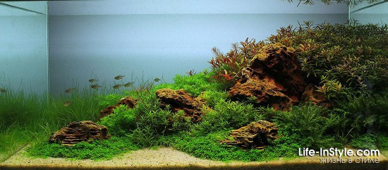 IAPLC 2012