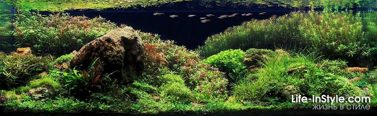 IAPLC 2012