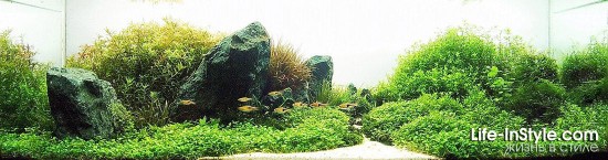 IAPLC 2012
