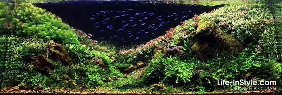 IAPLC 2012