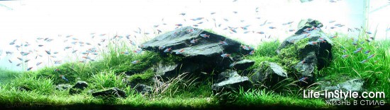 IAPLC 2012