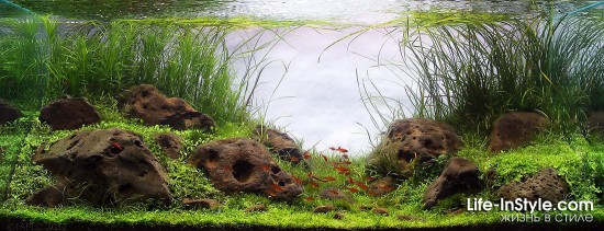 IAPLC 2012