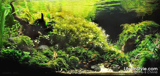 IAPLC 2012