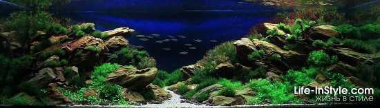 IAPLC 2012