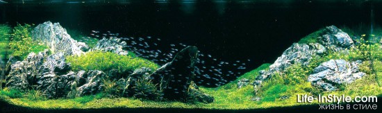 IAPLC 2012