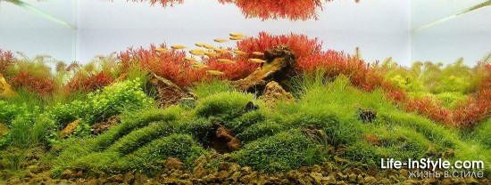 IAPLC 2012
