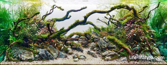 IAPLC 2012