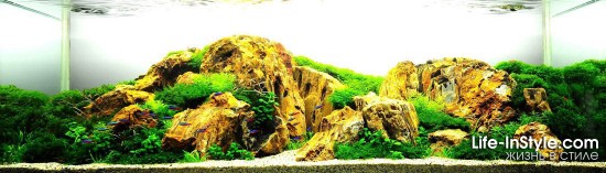 IAPLC 2012