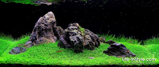 IAPLC 2012