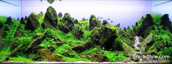 IAPLC 2012