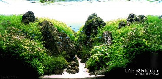 IAPLC 2012