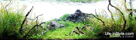 IAPLC 2012