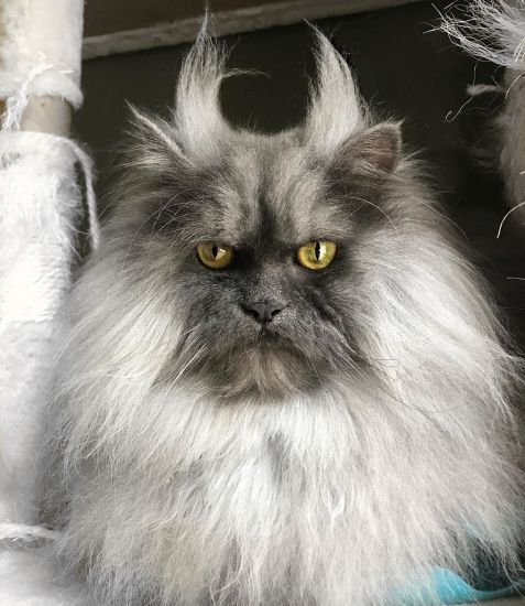 В чем феномен злого кота?