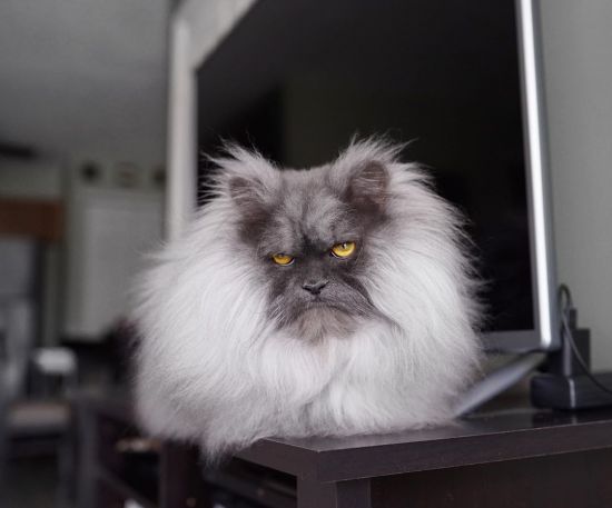 В чем феномен злого кота?