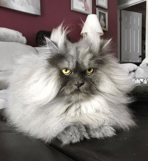 В чем феномен злого кота?