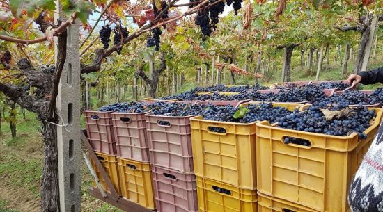 Vinum Hadrianum: итальянское вино «с характером»