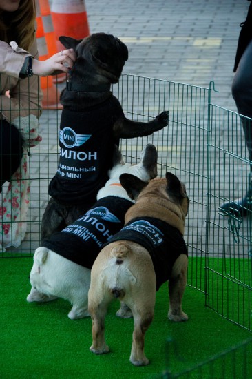 MINI Dog Party