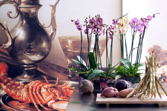Тенденции в дизайне интерьера: орхидеи