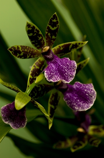 Тенденции в дизайне интерьера: орхидеи