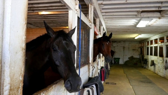 Джастин Бибер приобрел в Канаде особняк с конюшней и беговой дорожкой для лошадей за $5 млн.