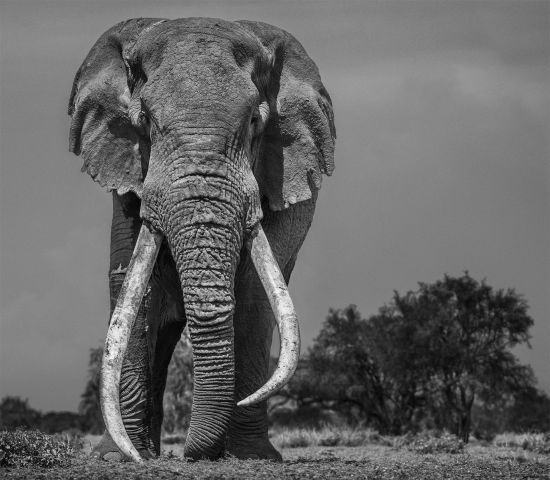 Дэвид Ярроу запечатлел слонов и гангстеров в Кении