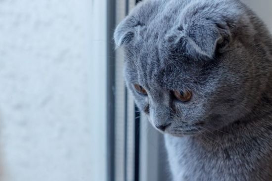 Бывает ли депрессия у кошек и как ее распознать? 