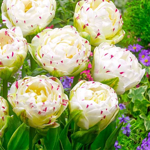 Рекомендации по выращиванию тюльпанов