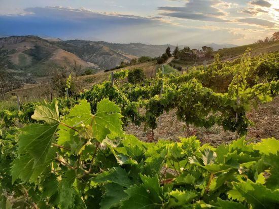 Vinum Hadrianum: итальянское вино «с характером»